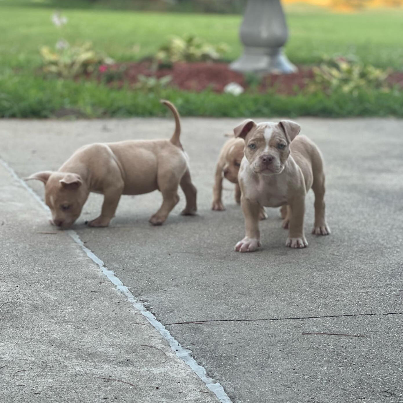 Tricolor Merle American bully