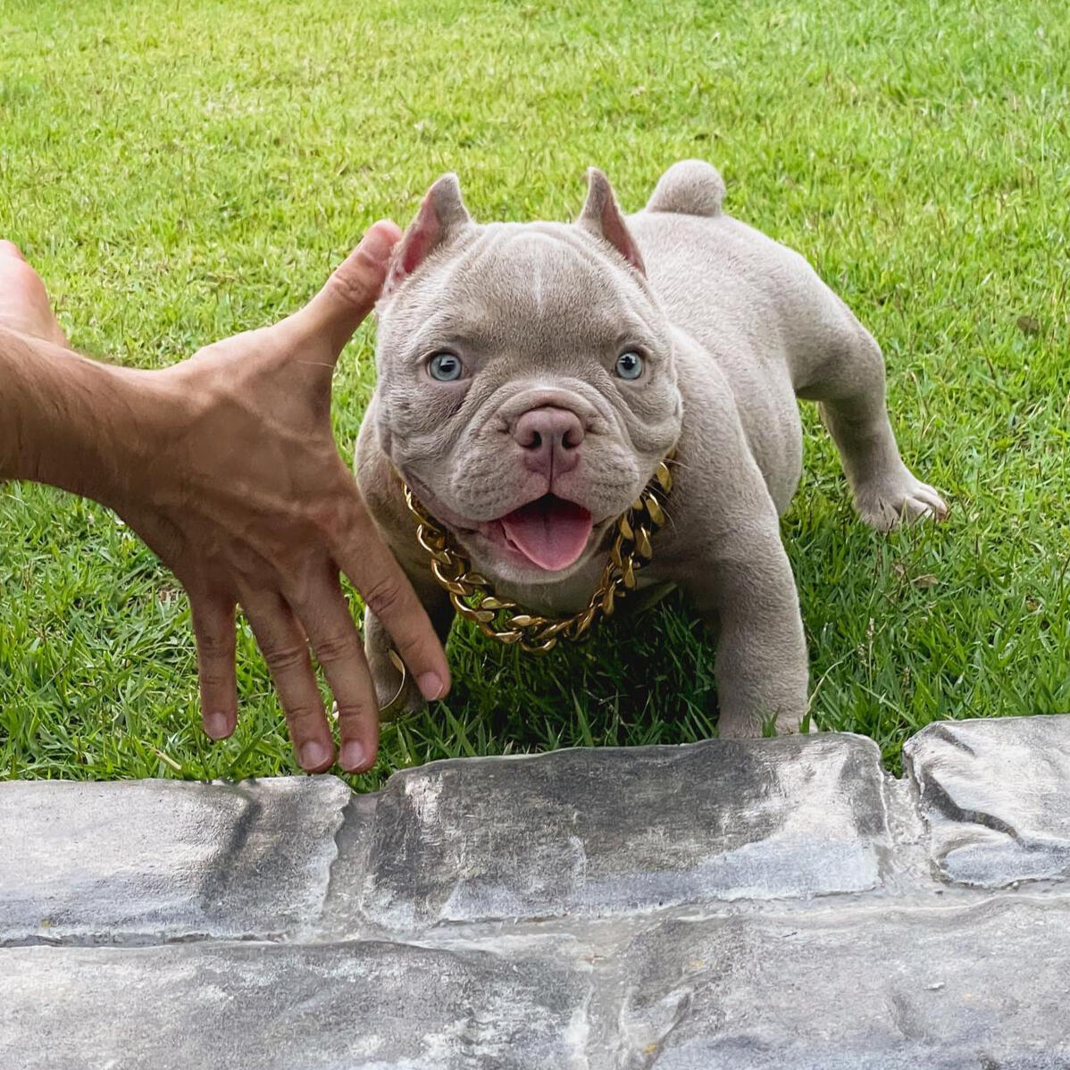 lilac exotic bully